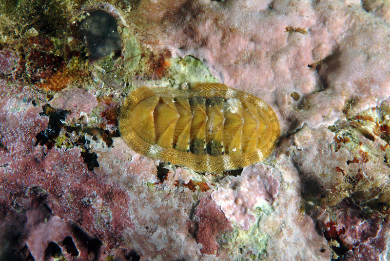 Piccoli di Chiton olivaceus